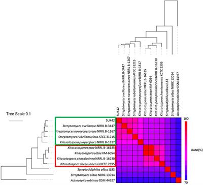 Adaptation to Endophytic Lifestyle Through Genome Reduction by Kitasatospora sp. SUK42